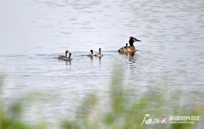 为了大美新疆天更蓝山更绿水更清——自治区扎实做好中央生态环境保护督察整改工作综述 为了大美新疆天更蓝山更绿水更清——自治区扎实做好中央生态环境保护督察整改工作综述