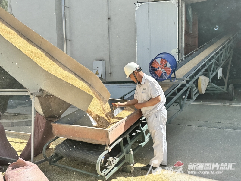 新疆夏粮收购进度过九成 收购市场稳定进度快于去年同期 新疆夏粮收购进度过九成 收购市场稳定进度快于去年同期