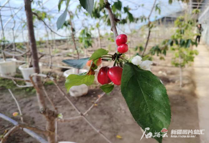 新疆力争今年林果全产业链产值达620亿元 新疆力争今年林果全产业链产值达620亿元